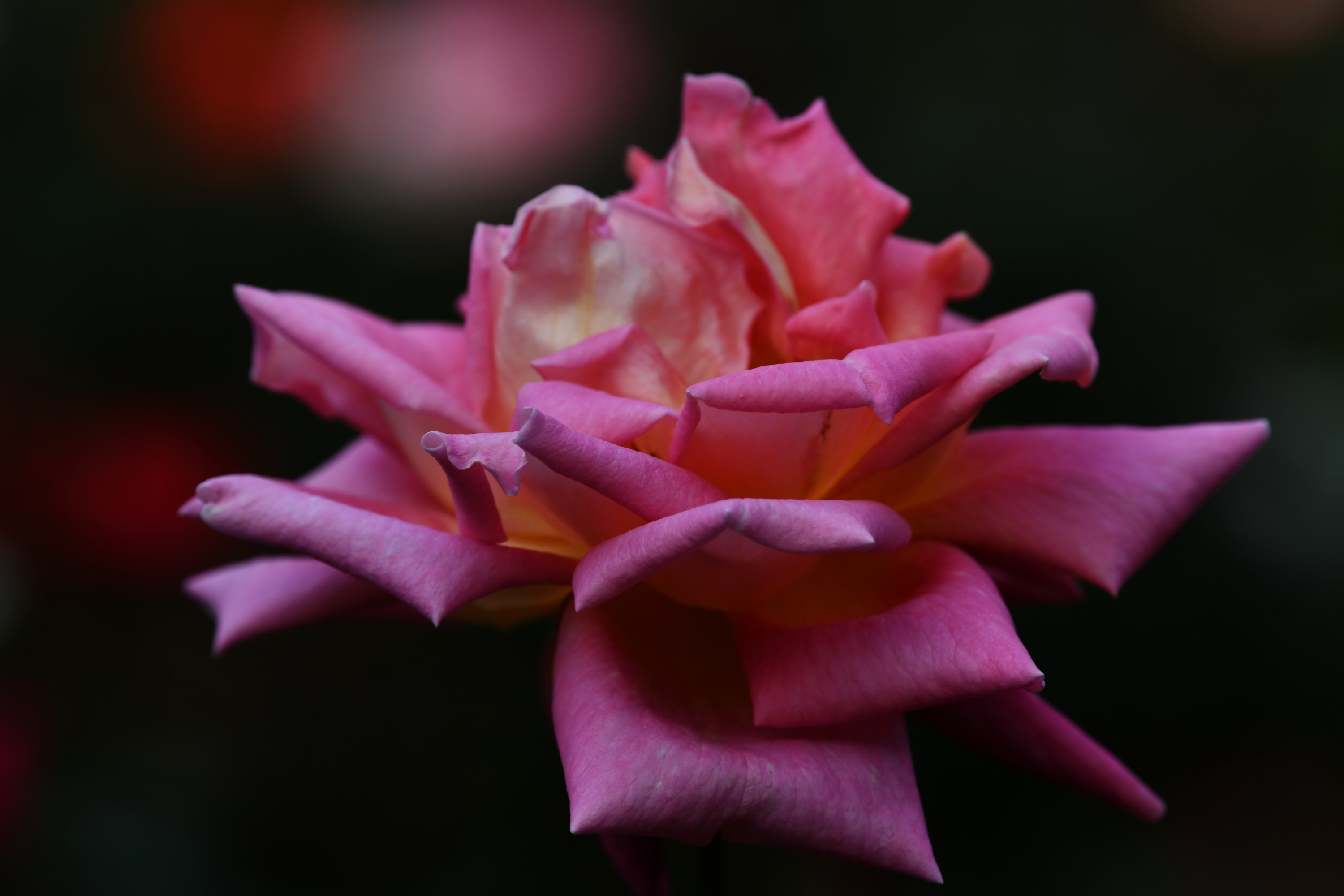 广州市番禺区宝墨园攻略,广州宝墨园景观