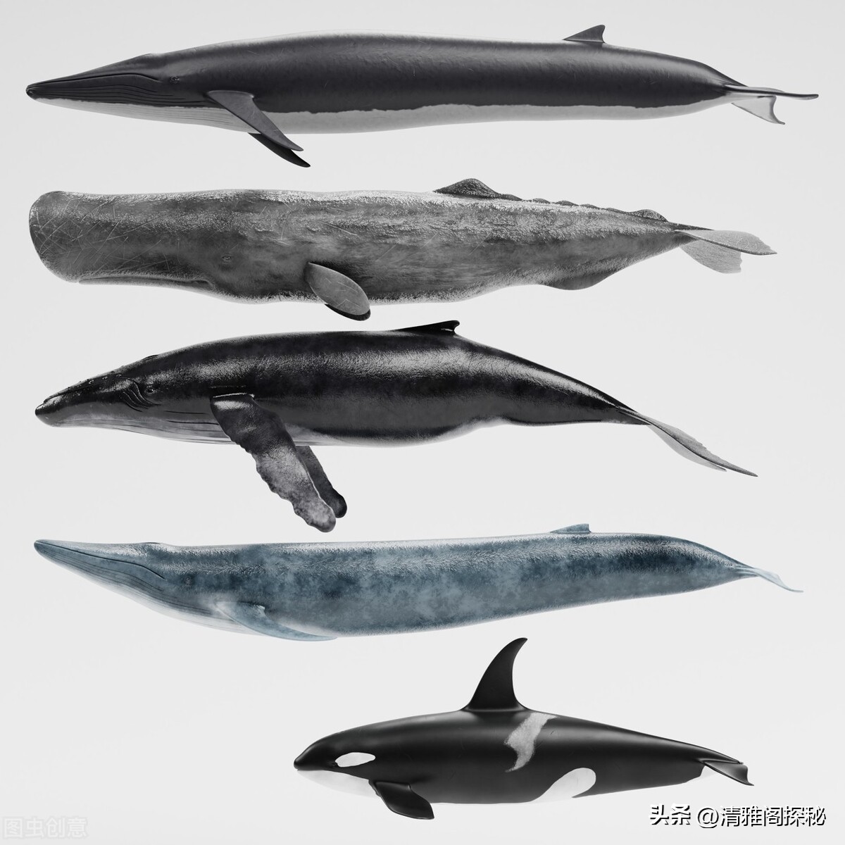 人类为什么褪去体毛？却保留了头发、腋毛和阴毛，有什么用？