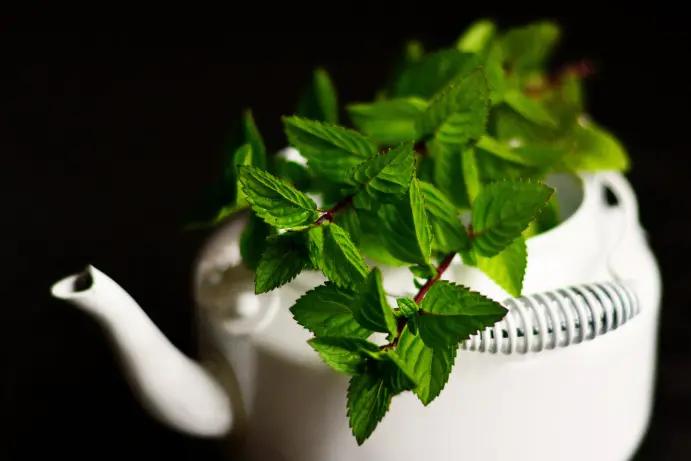 养薄荷冬天应注意什么,养薄荷盆栽的注意事项