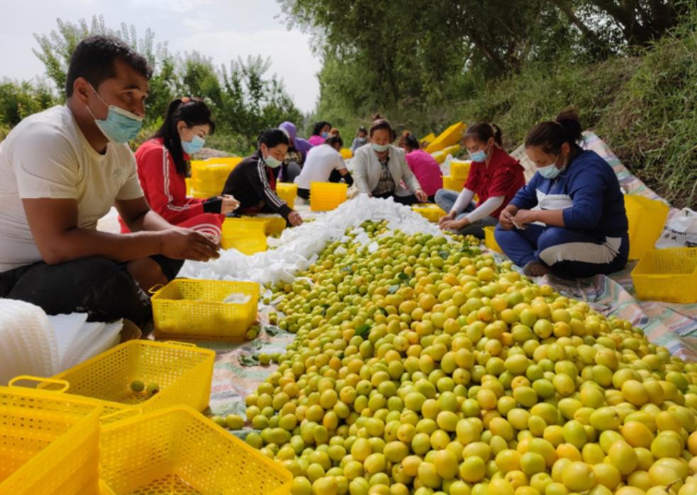 90后新农人为了面子返乡创业,返乡创业的新农人要考虑什么