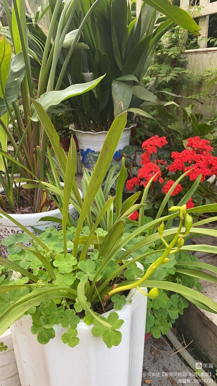 绿色是生命中的最美色彩