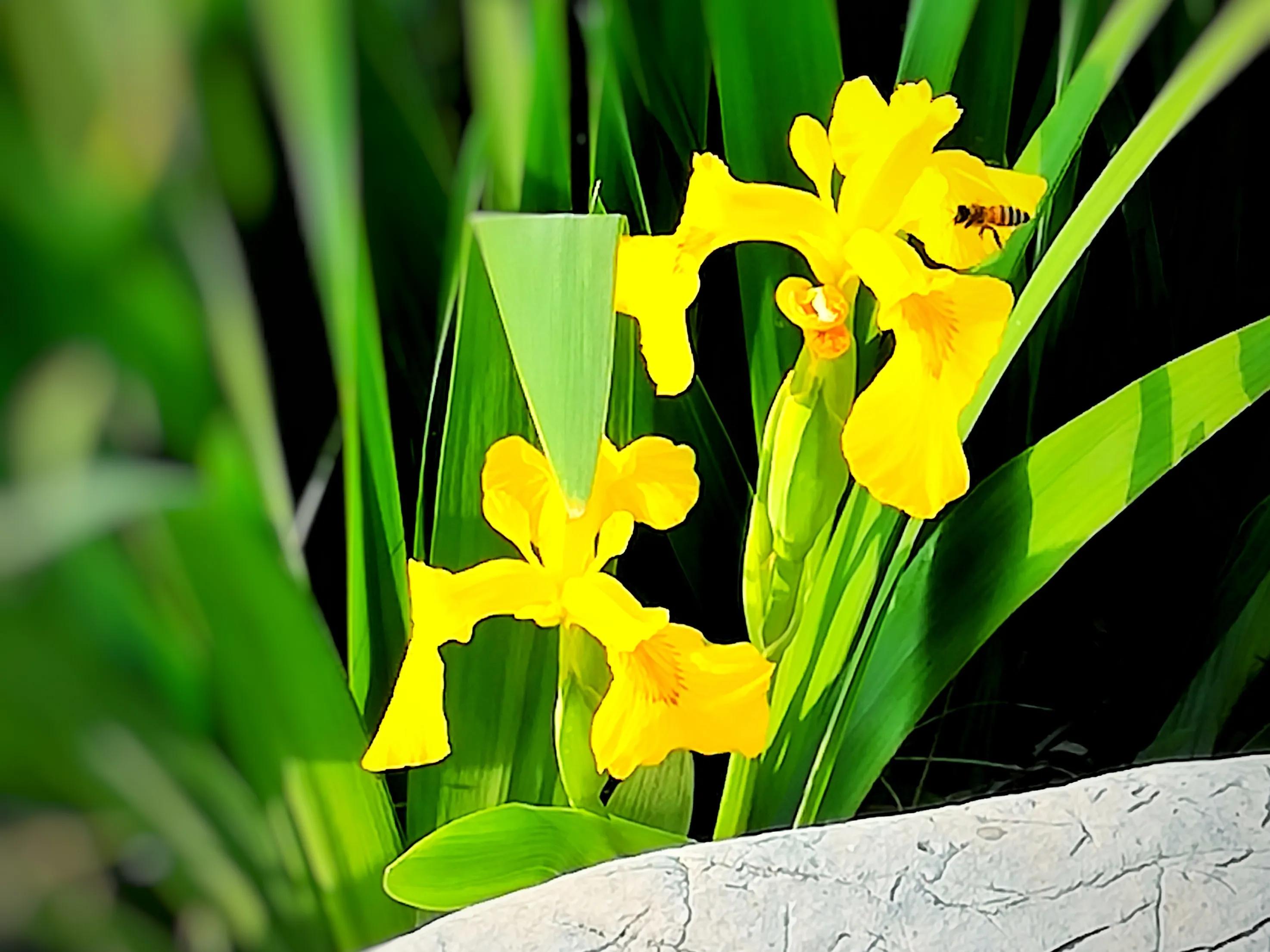 百花酿诗韵芬芳留人间（一）