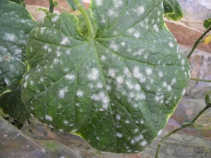 治疗白粉虫的办法,防治白垩病方法