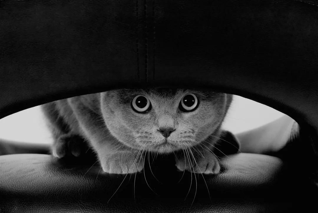 猫能有什么坏心思,猫跟人一样心思