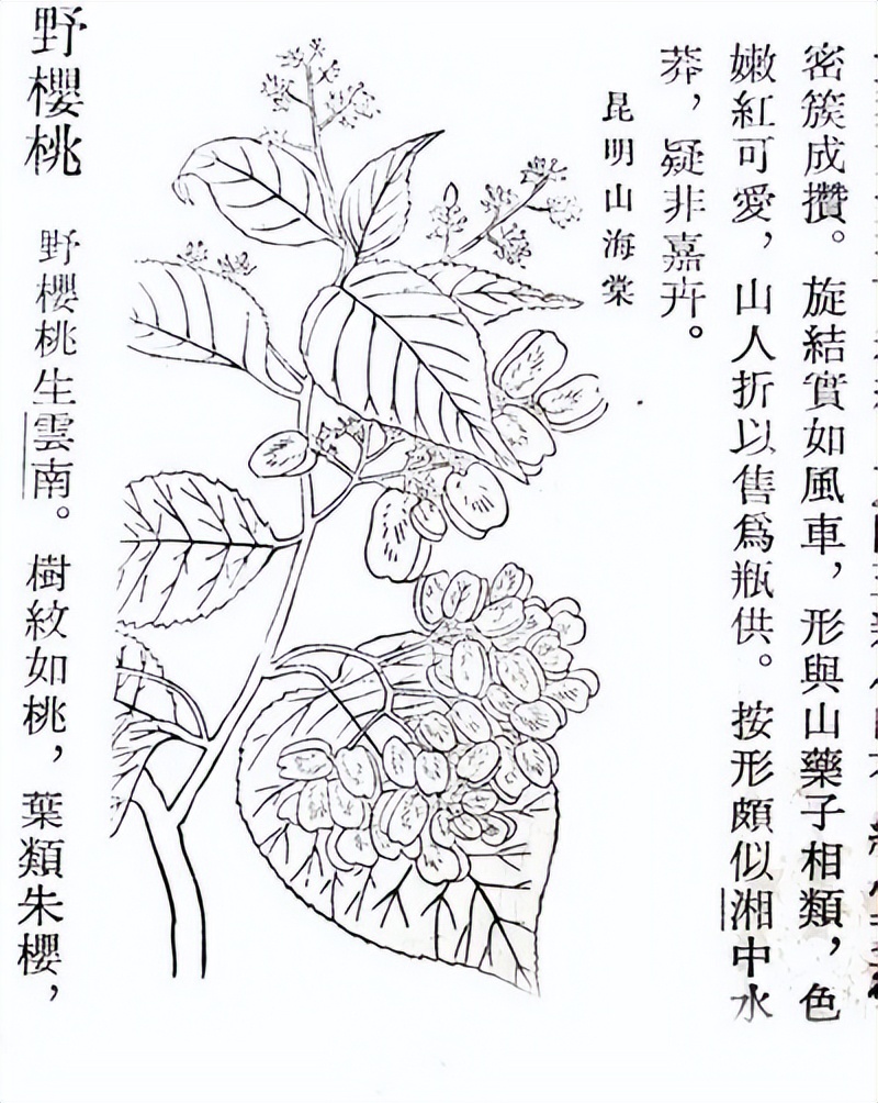 番荔枝要人工传粉吗,番荔枝来自哪里