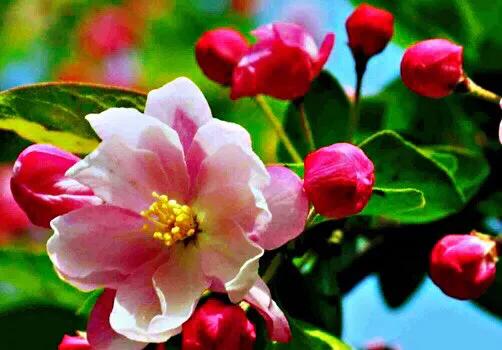 西府海棠花白色,西府海棠花骨朵