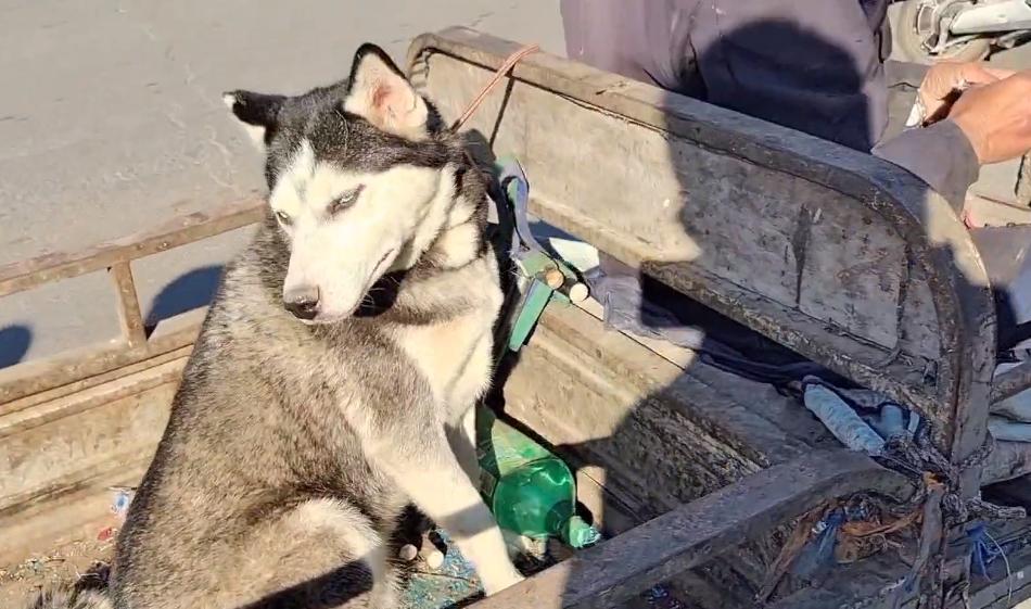 哈士奇遇到狗贩子不敢动,哈士奇被狗贩子带走