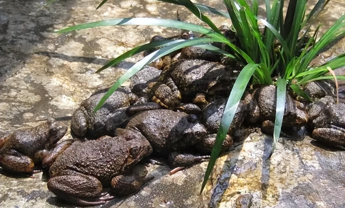 农村特种养殖户前景,农村特种种植致富项目