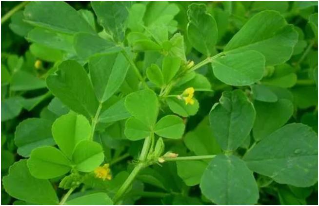 常吃这种菜长寿保健胜过吃人参,冬季多吃这3样营养丰富赛人参