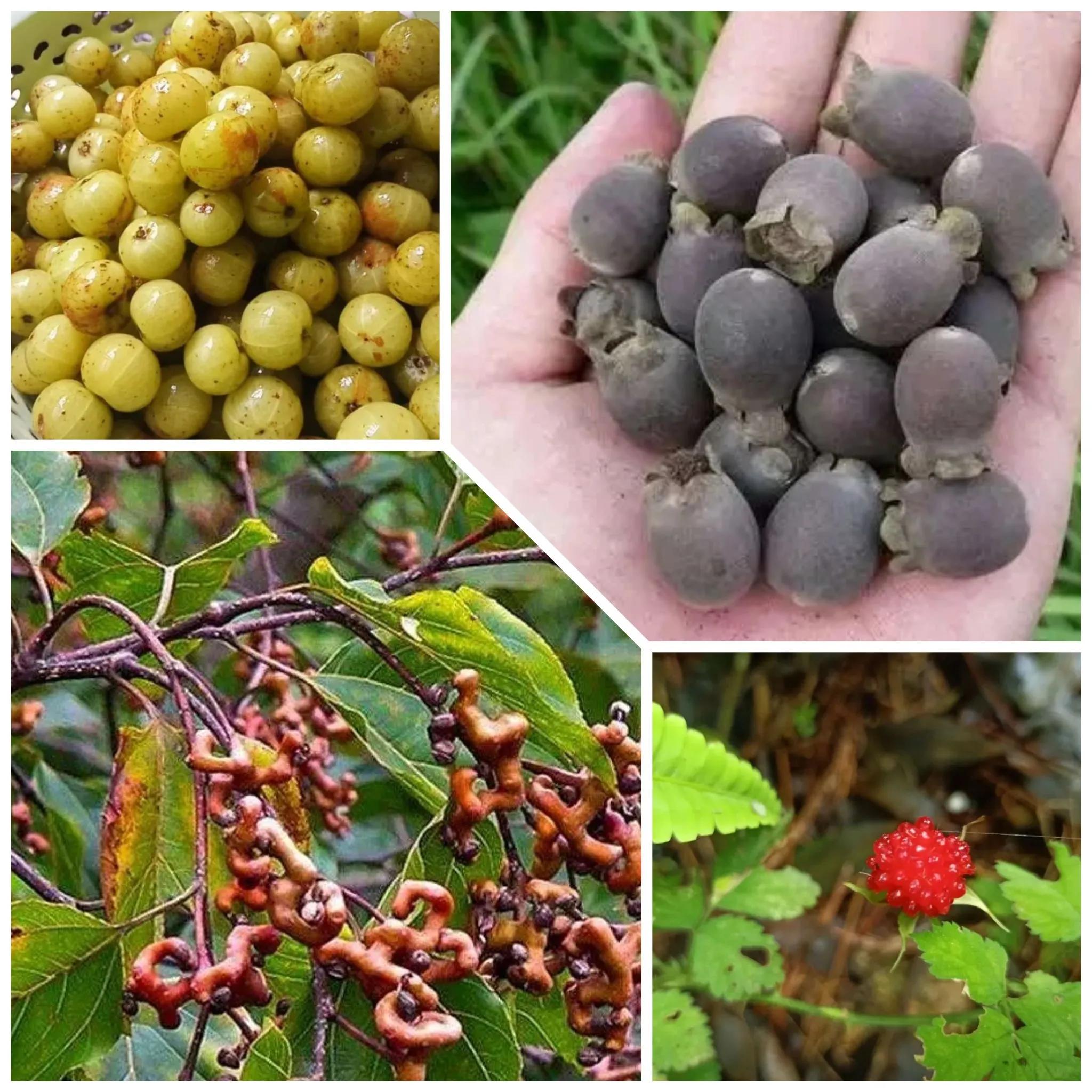 为何广西水果那么出名,为什么广西水果那么丰富