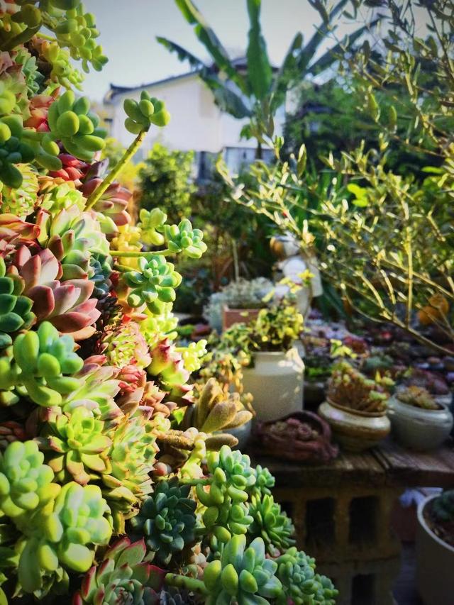 粘土多肉圣诞树简单版,多肉圣诞树