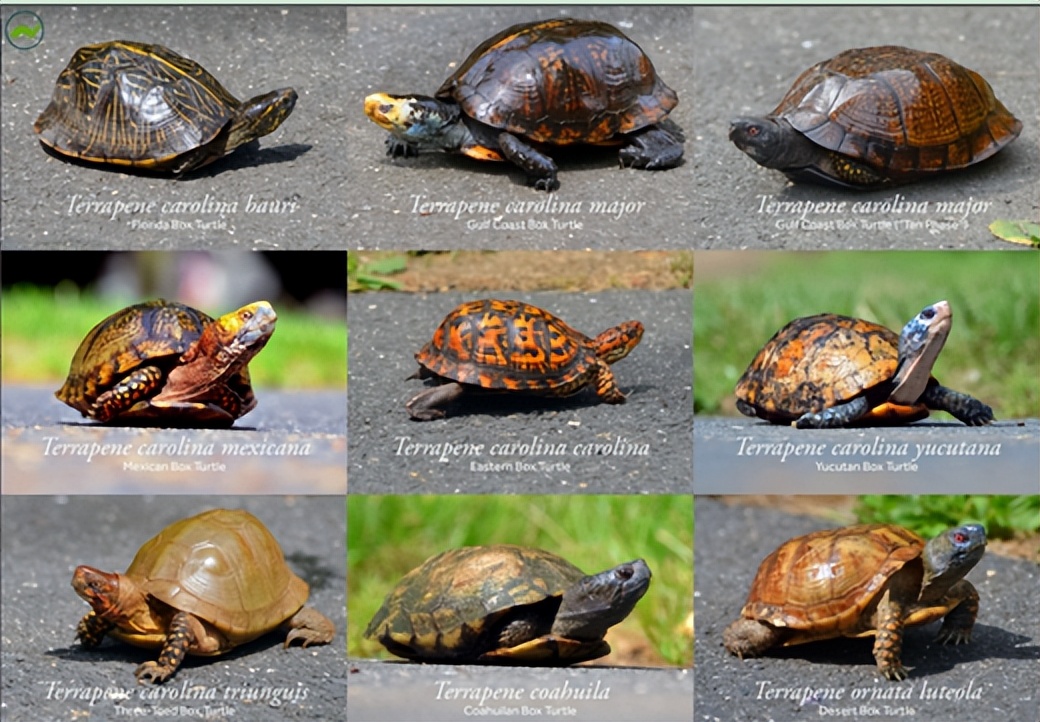 养北美鳄龟的龟友,箱龟种类图片大全