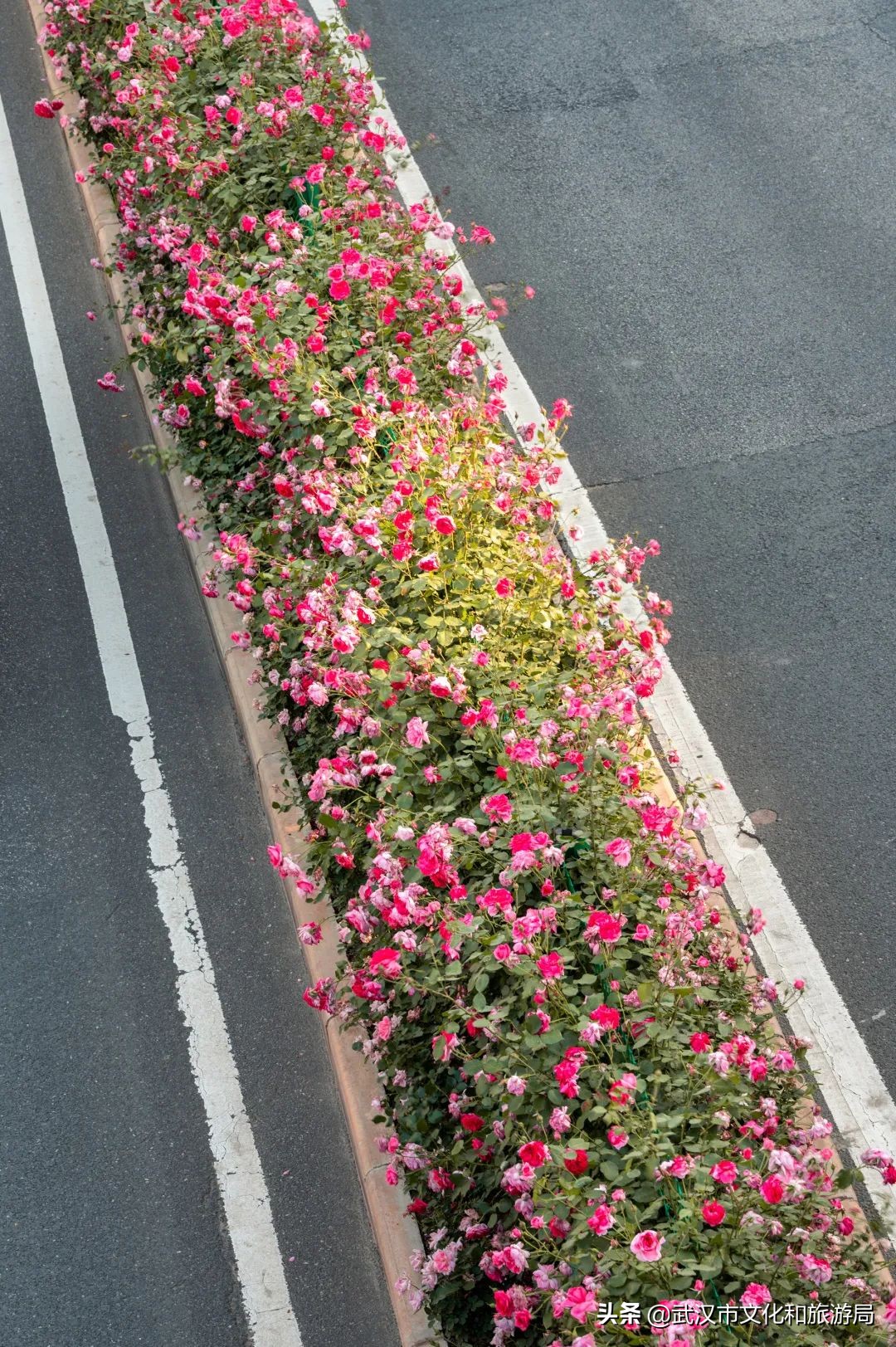 武汉的浪漫鲜花占一半,武汉的樱花开满了全城