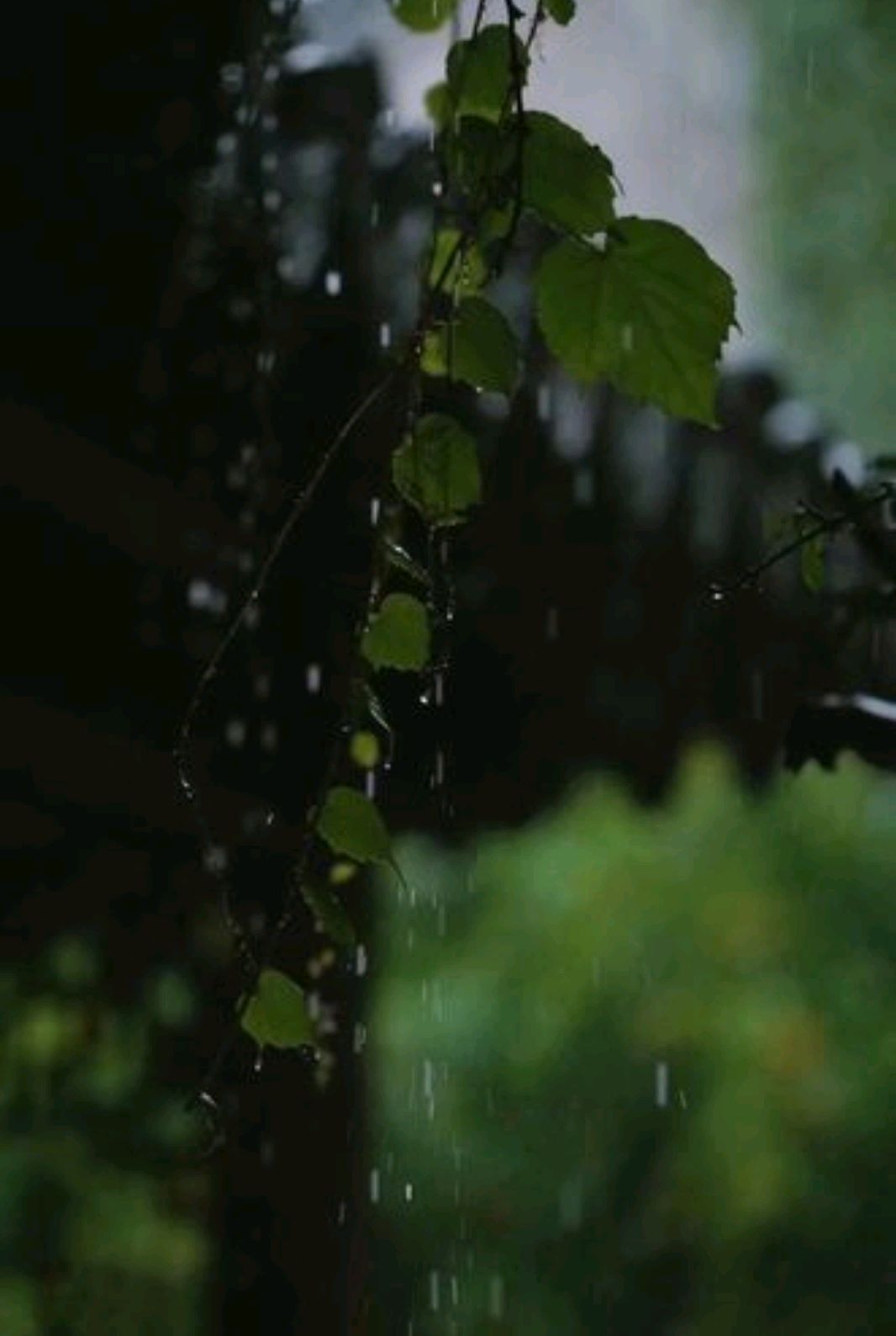 情感散文夏日听雨,散文夏日情怀