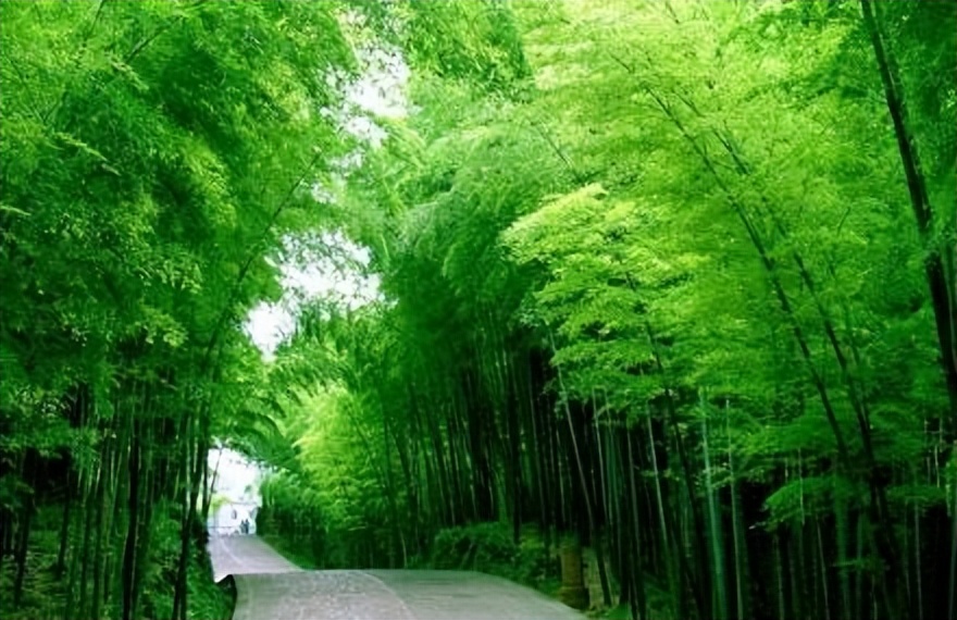 林海山水画作品欣赏,国内十大竹海排名