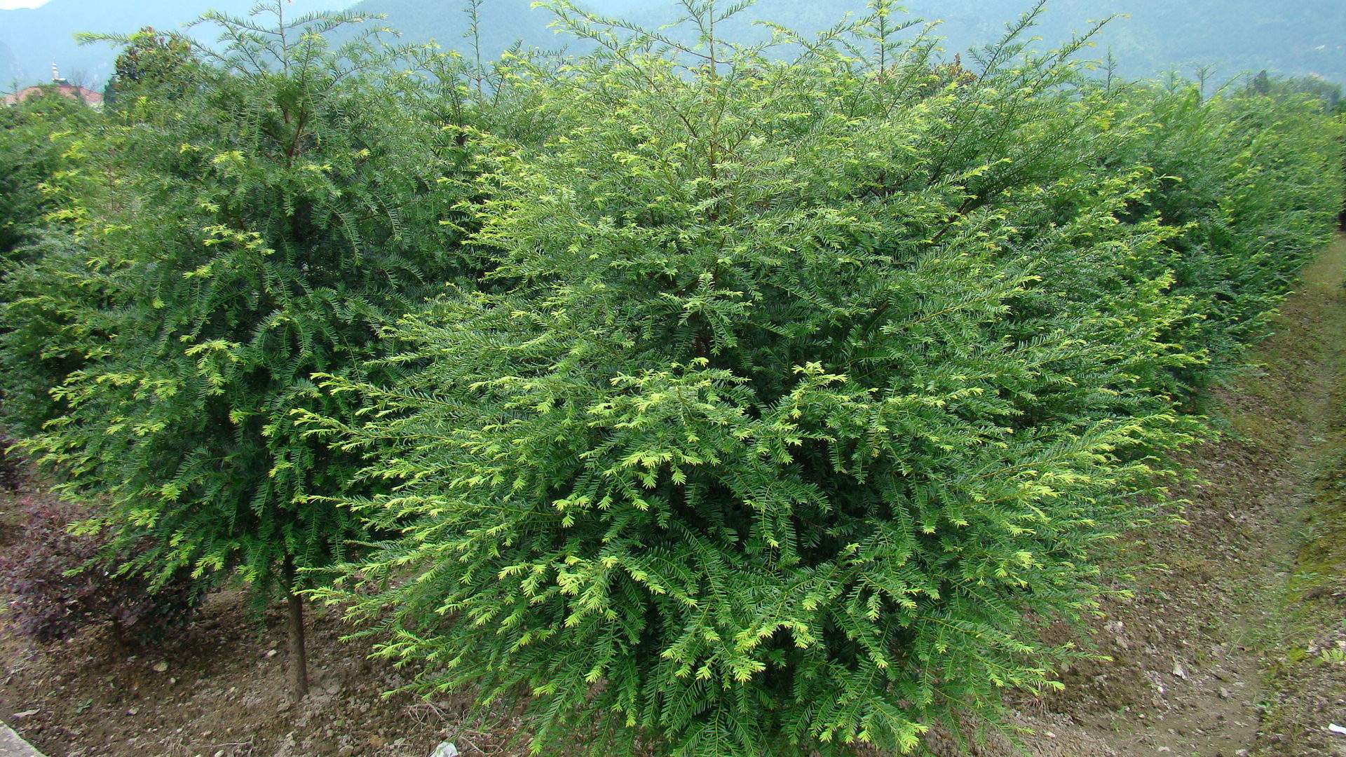 红豆杉暴跌,红豆杉滞销血本无归