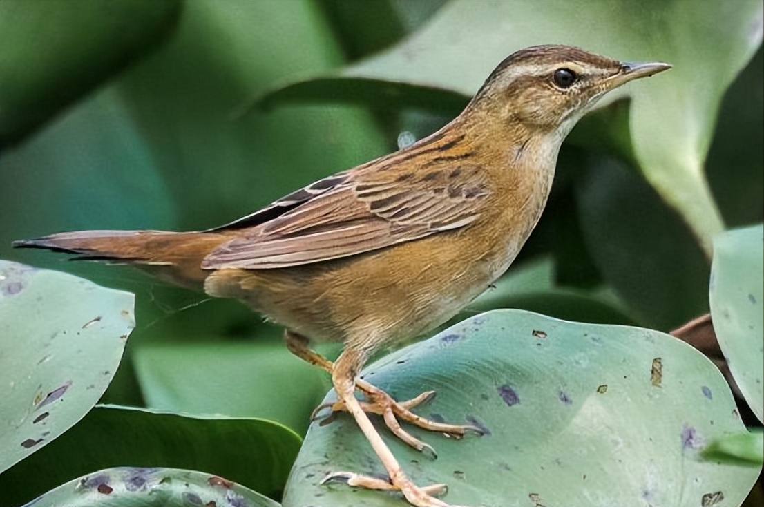 50张最佳鸟类摄影作品,鸟儿大全大图