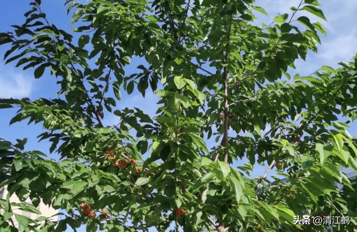 樱桃好吃树难栽完整故事,樱桃好吃树难栽家常版完整版