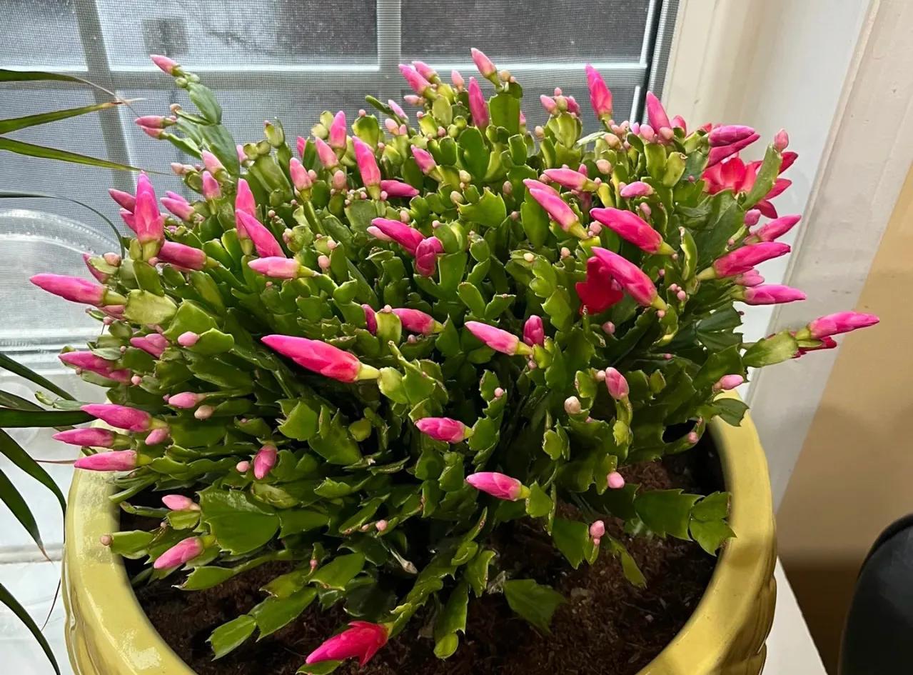 室内养什么释放氧气最多,室内氧吧盆栽