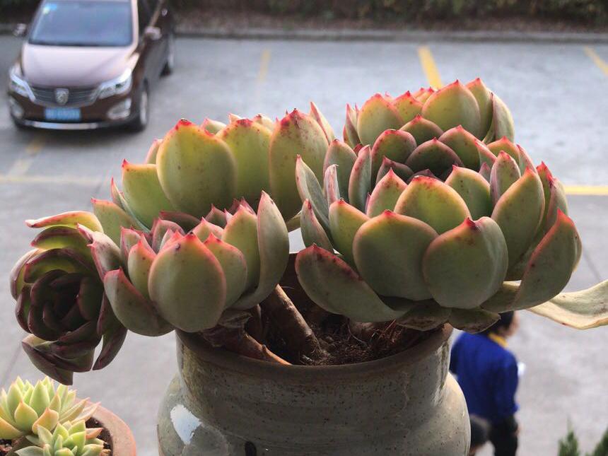 多肉晨露和橙梦露的区别,晨露的多肉名字