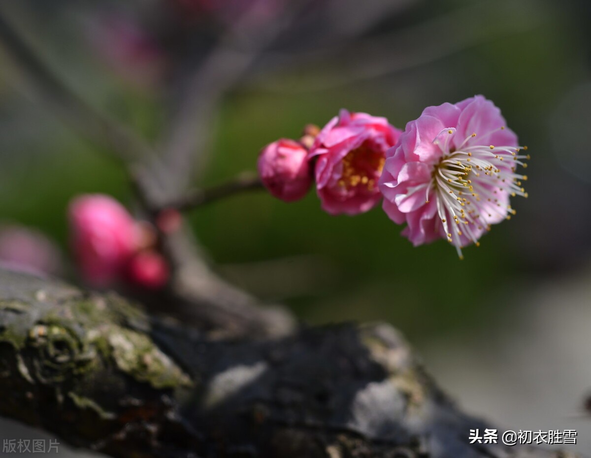 古诗前后两句都带春字,春节的古诗三首简单带有春字