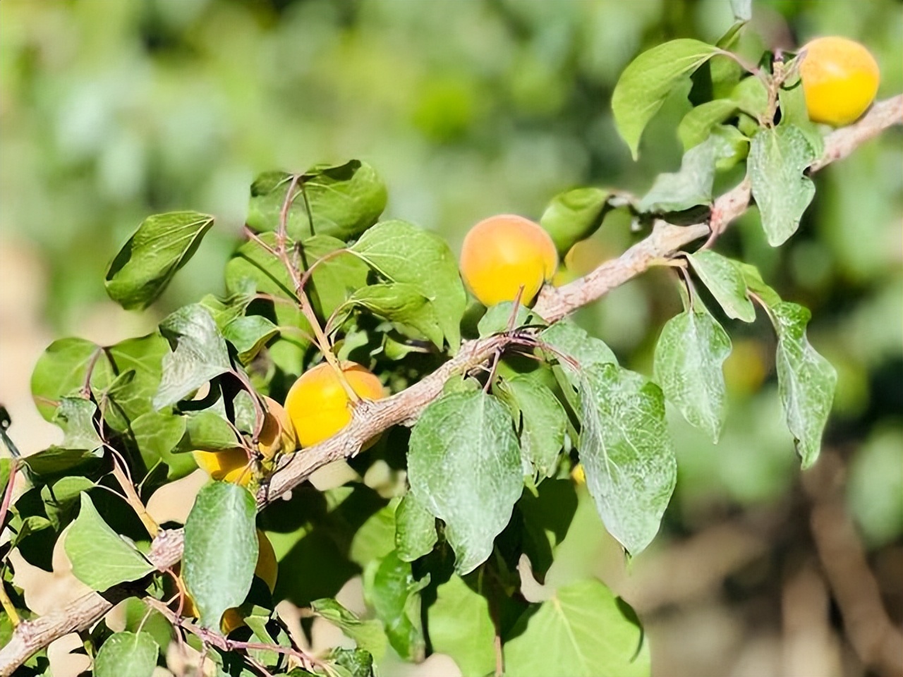 建议中老年人伏天吃5种碱性食材,三伏天一定要吃的4种水果