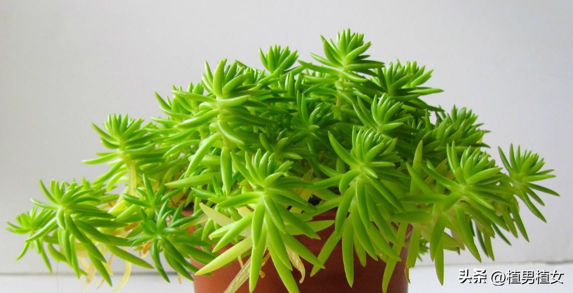 想养花又没地方放,想养花又不想打理