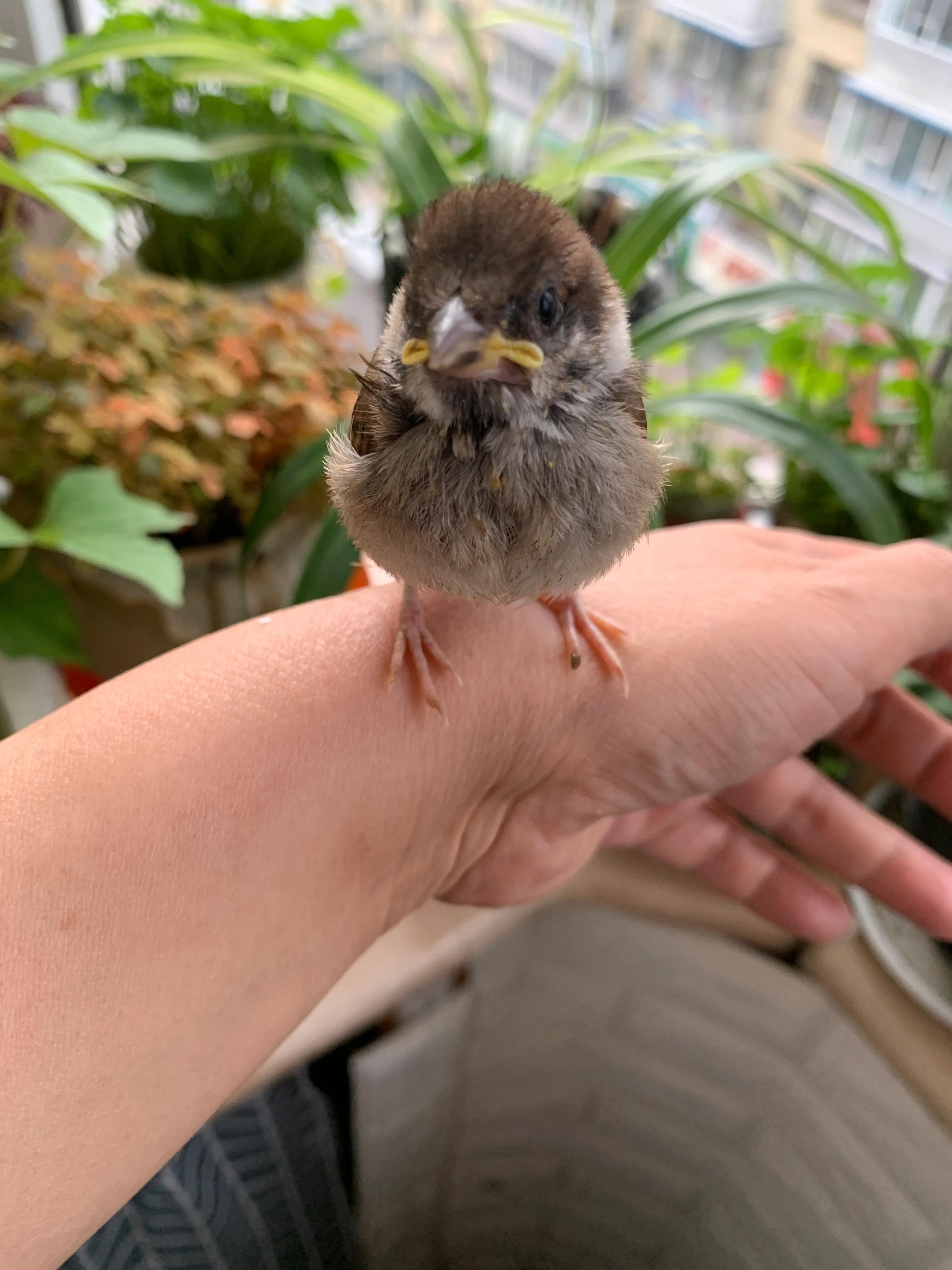 捡来的小麻雀能活吗,捡到一只小麻雀能不能放生