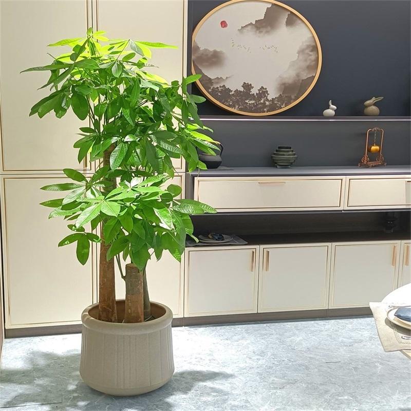 养花什么花是喜酸的,喜酸的花怎么养