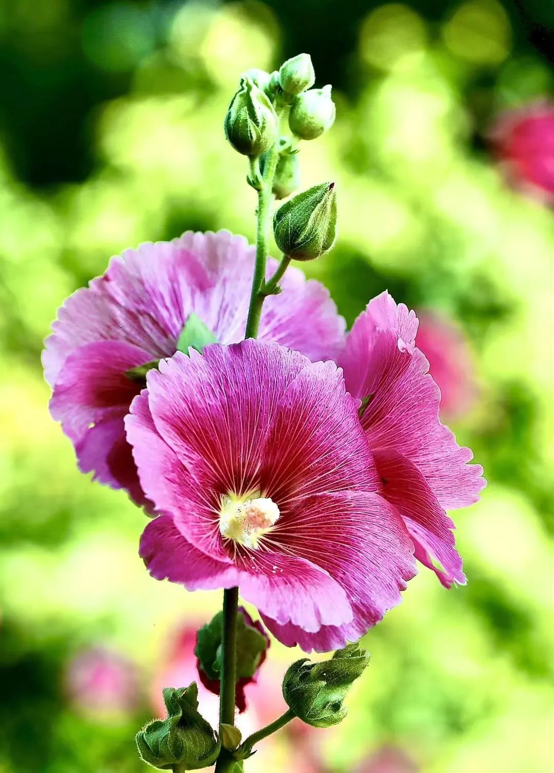 蝴蝶兰适合什么情况送,蝴蝶兰送礼一对还是一盆