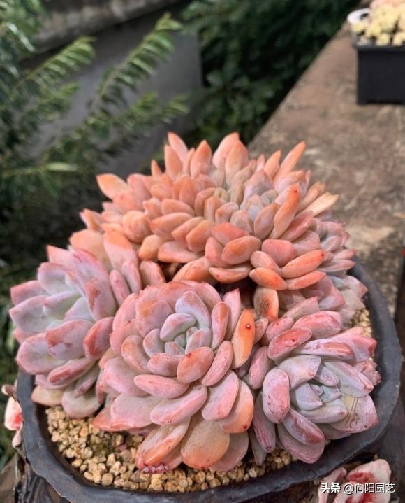 春天买的多肉怎么养,春天买多肉怎么放