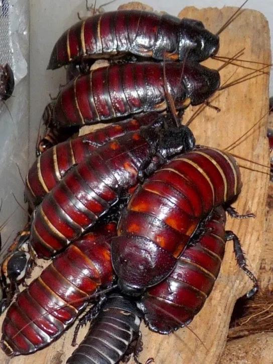 最聪明宠物蟑螂,会飞宠物蟑螂品种