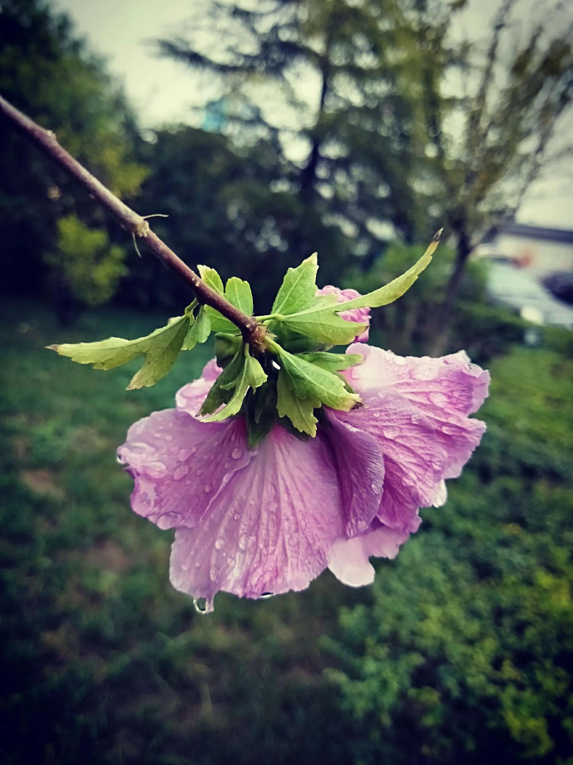 春天风景诗原创,与春天约会的诗歌原创