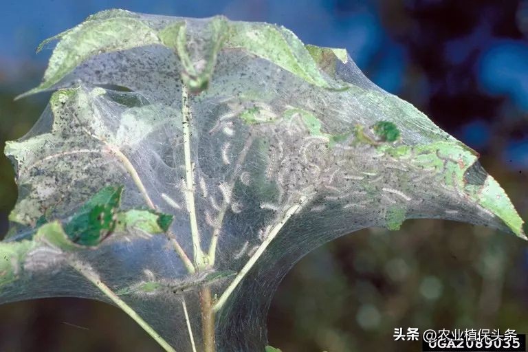 外来入侵物种动物名单,外来物种昆虫有哪些