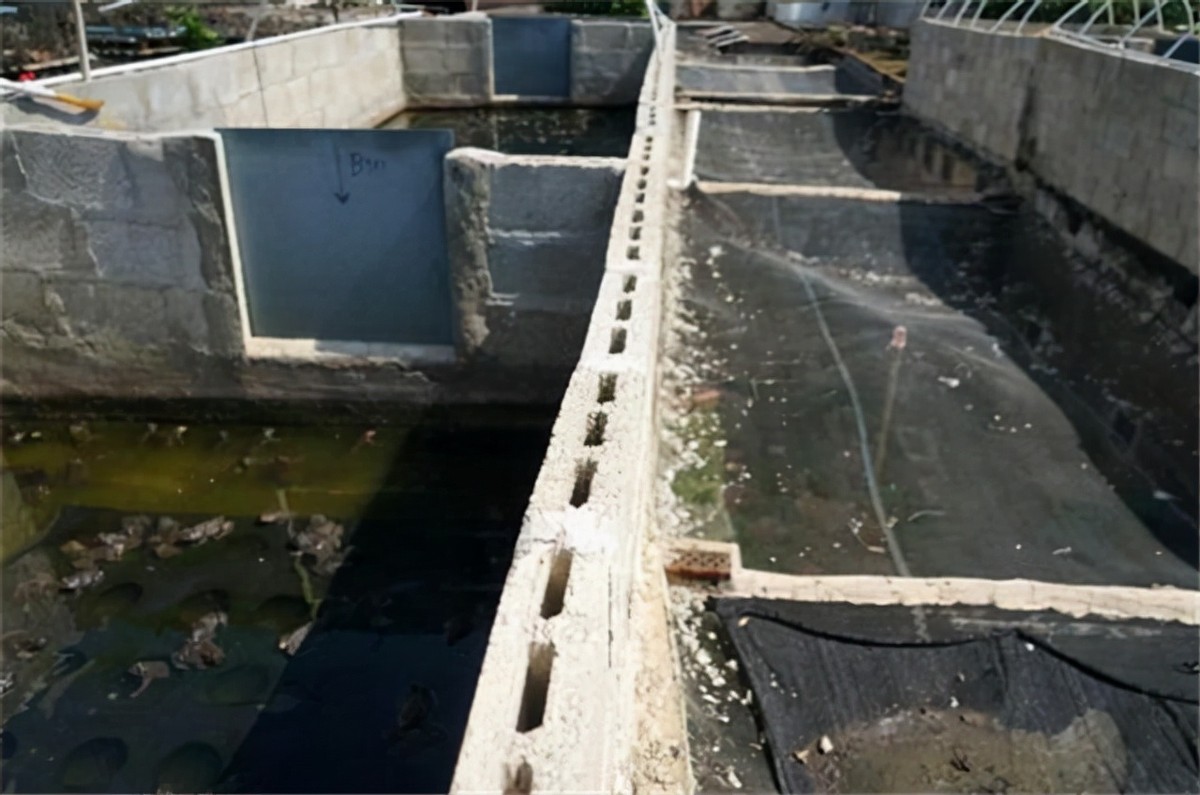 广西养蛇者被毒蛇咬死,广西养蛇第一人