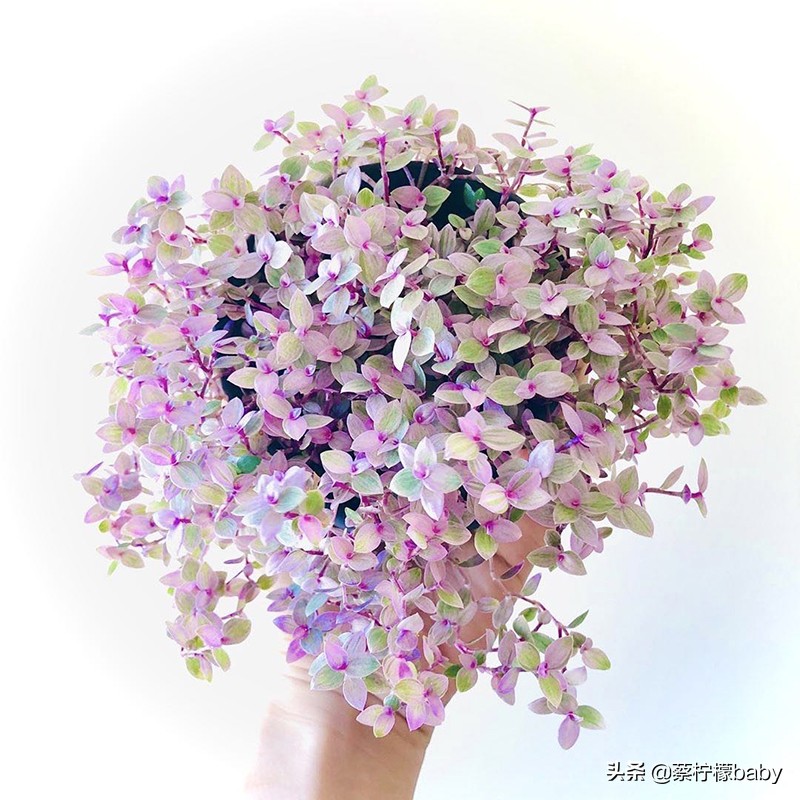 漂亮无毒的观叶植物,观叶植物嫣红蔓