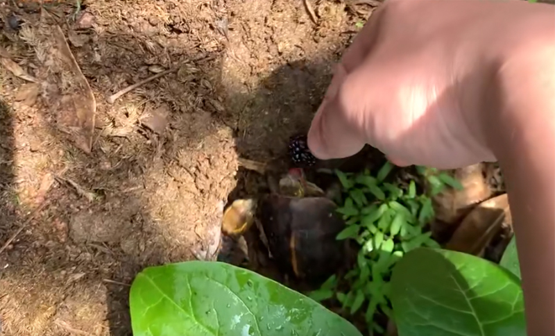 黄缘龟怎么培养,黄缘龟和黄缘闭壳龟有什么区别