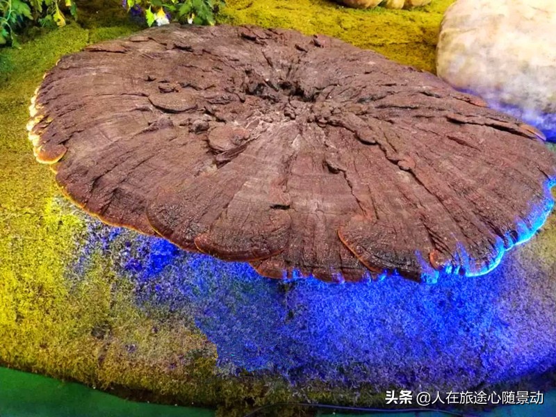 龙泉外国人的感受,浙江龙泉是个好地方