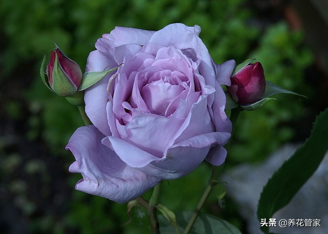哪种紫色的月季最好看,蓝紫色的月季有哪些