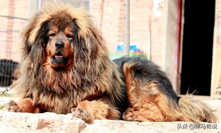 濒临灭绝藏獒,藏獒濒临灭绝