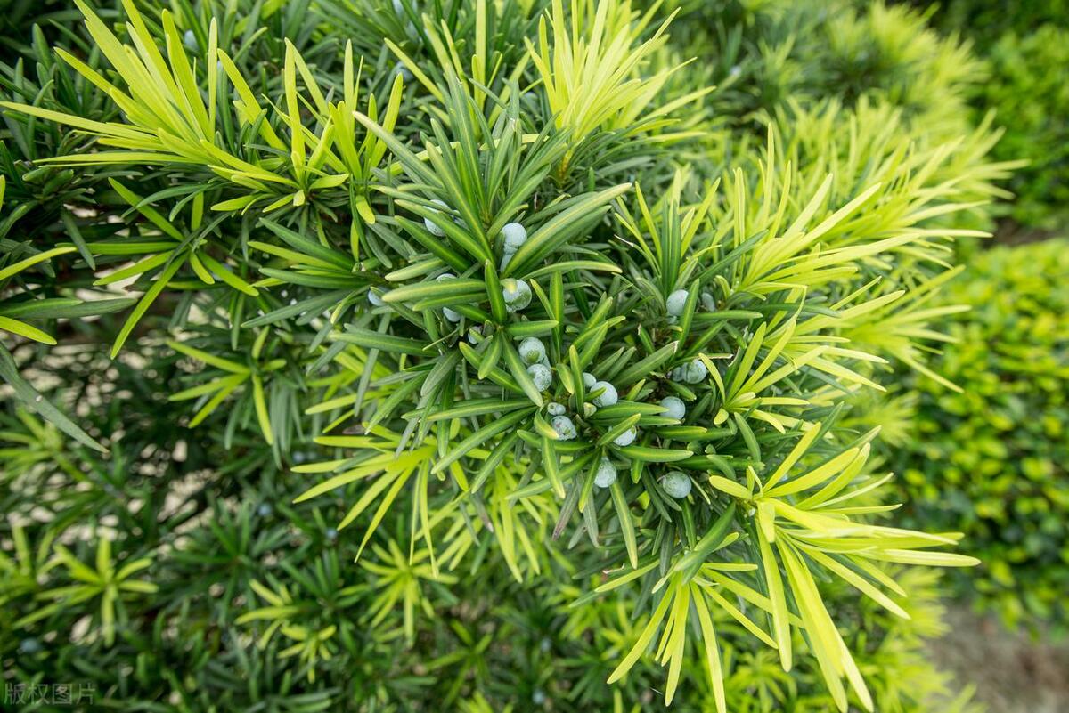 富贵树盆景叶子发黄怎么办,罗汉松树的叶子发黄怎么回事