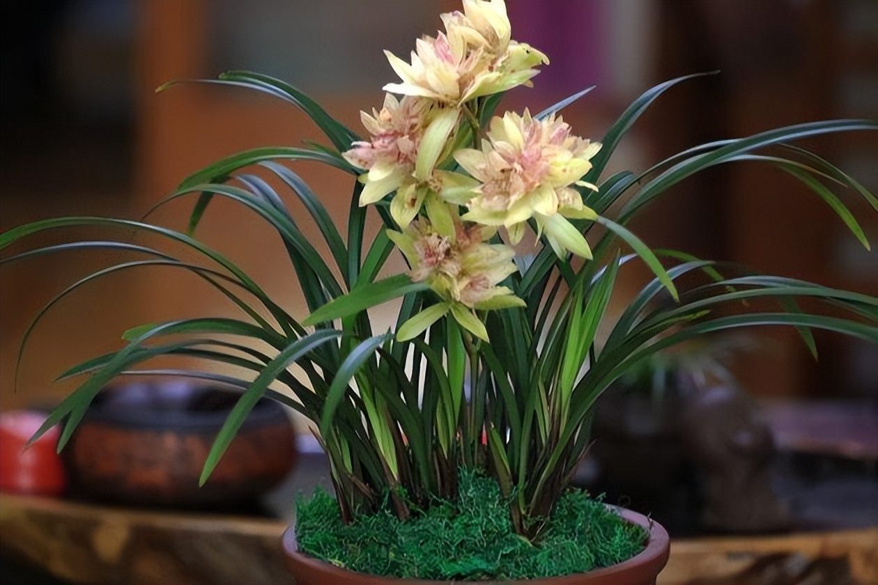 建兰富山奇蝶花苞多久能长大,建兰富山奇蝶兰花花期