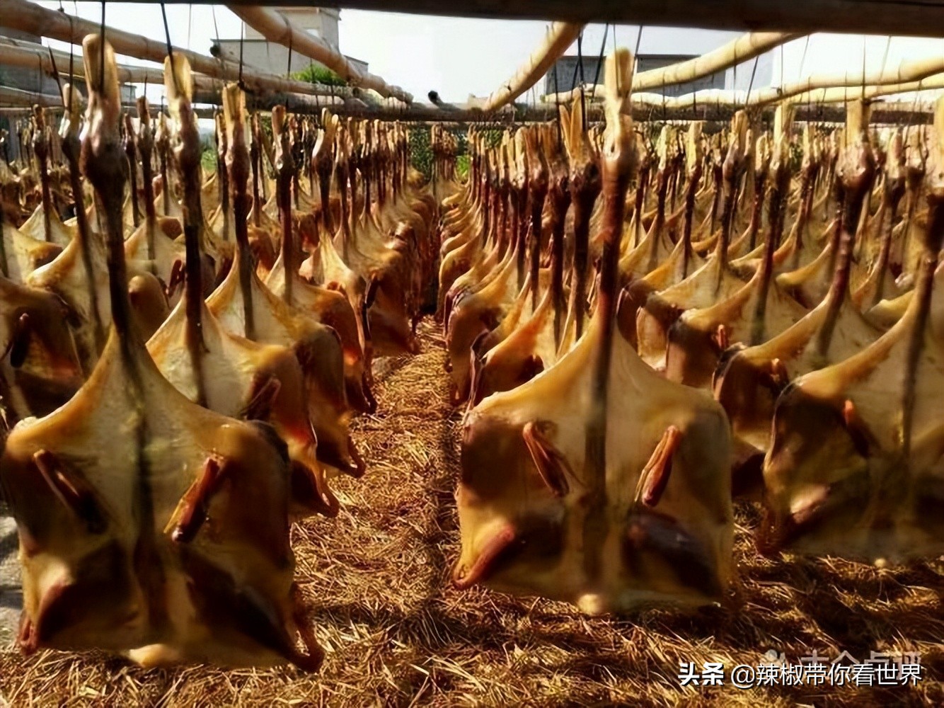 海岸线：邂逅*江阳**——感受这座慢节奏小城文化底蕴感悟人文之美