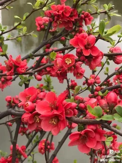 钗头凤江南冬日暖,钗头凤沐春风