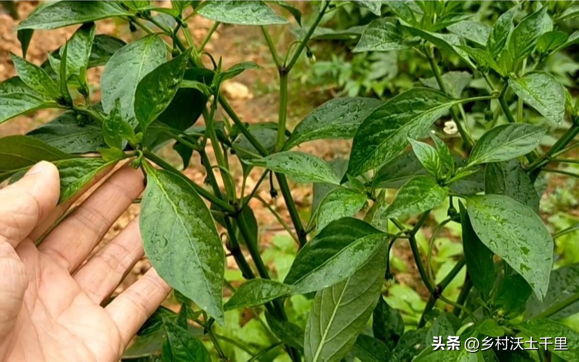 辣椒苗叶子卷起来是怎么回事,辣椒叶子卷起来了是什么原因