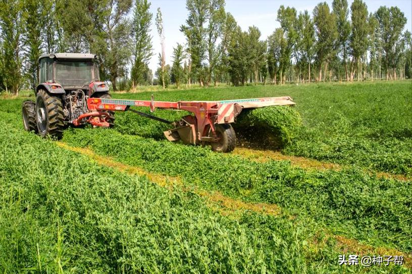大面积牧草怎么收割,机械化收割牧草