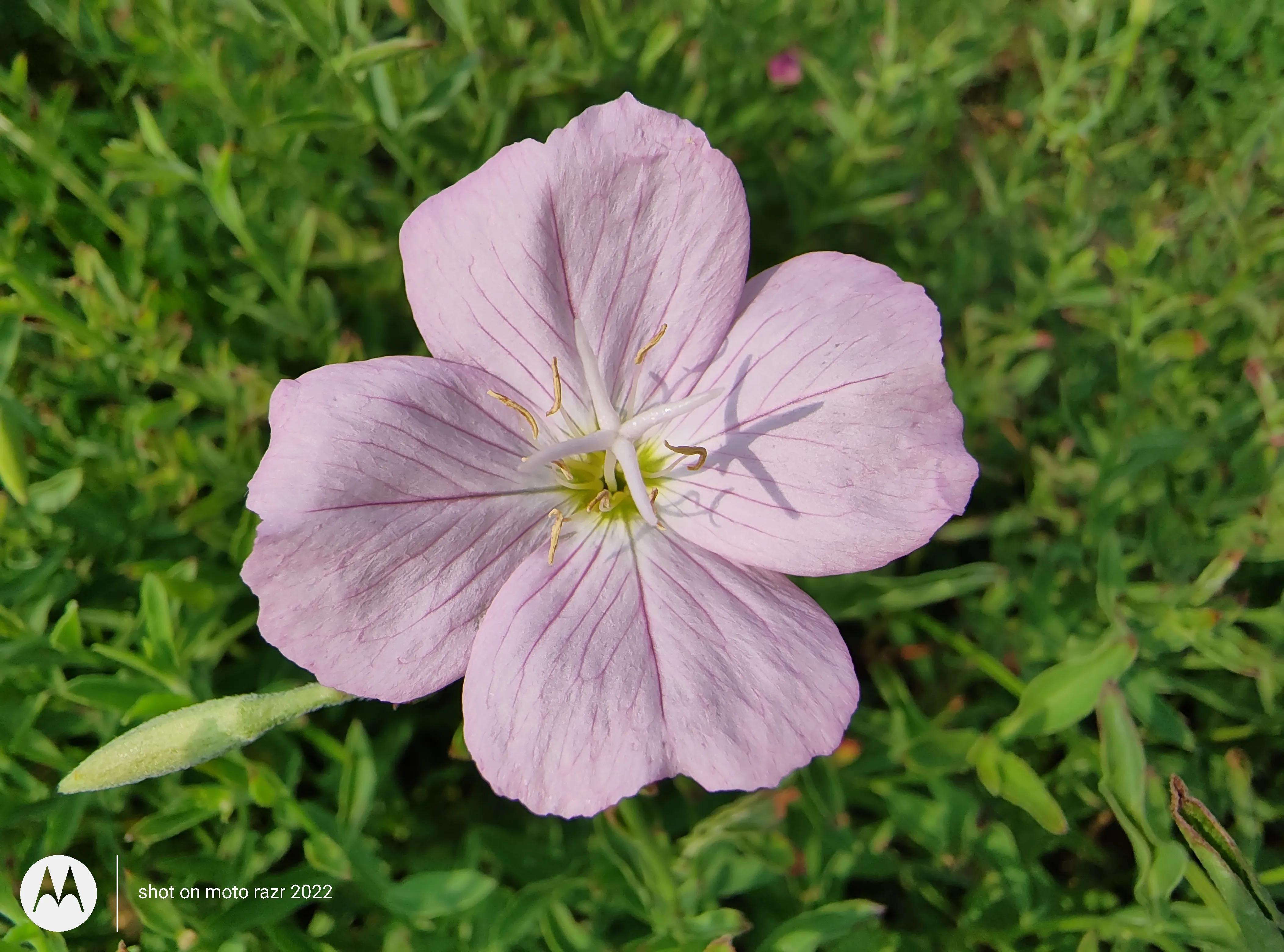 motorazr2022能打游戏吗,motorazr2022款屏幕