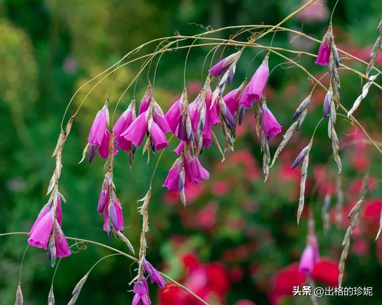 9月适合种植的花卉,初学者适宜养的10种花