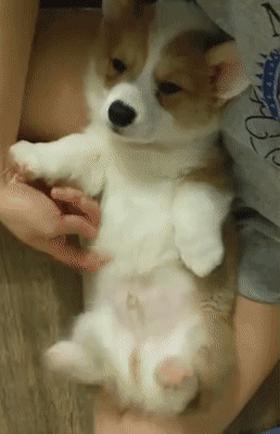 狗狗没有安全感的表现有哪些,没有安全感狗狗能睡这么踏实