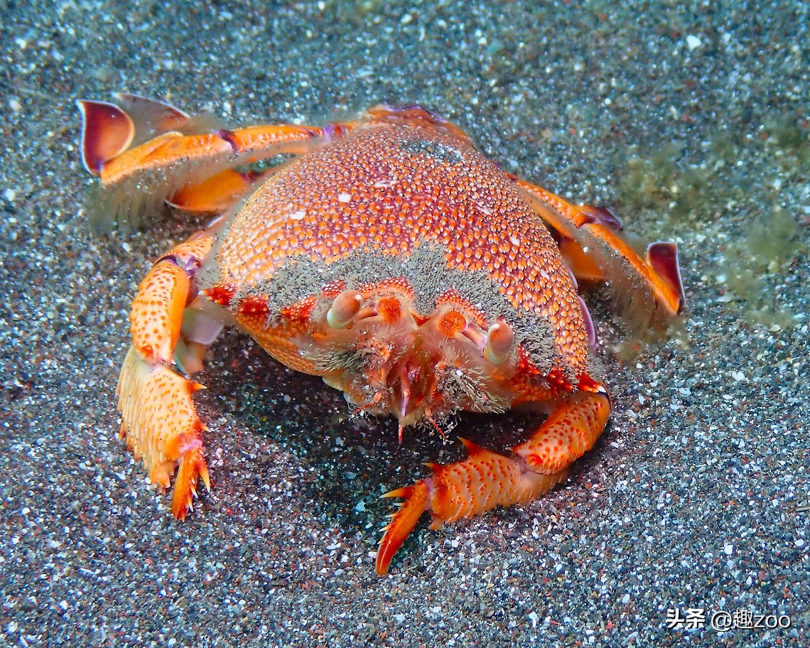 中国海鲜十大排行榜,中国海鲜产品品牌前十名